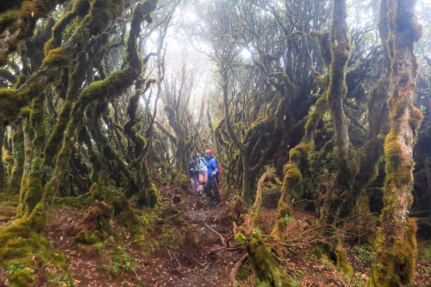 Ta Xua Mountain Trekking Tour 2 Days